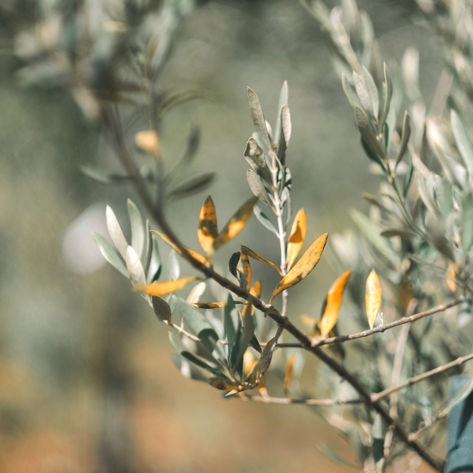 olivenbaum wuchshöhe Olivenbaum – Olea europaea 'Picual' (Grande) (H8) – Blupf by Kitzinger main image 0