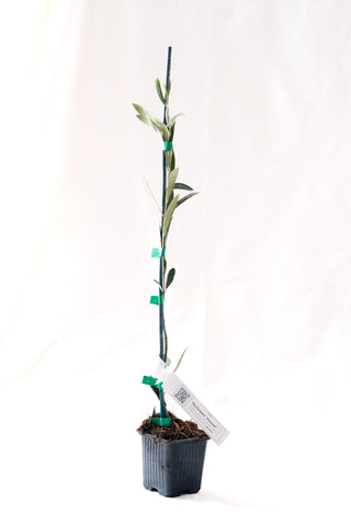 Olea Europaea „ Arbosana“ – die Hecken-Olive