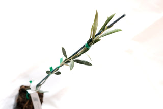 Olea Europaea „ Arbosana“ – die Hecken-Olive