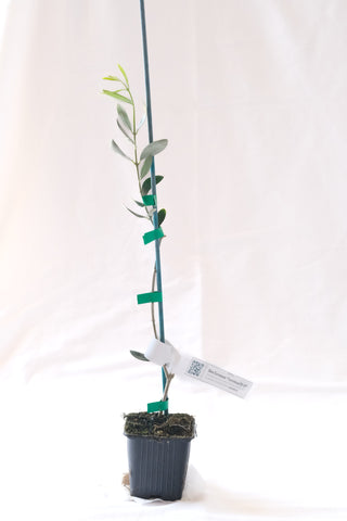 Olea Europaea „Favolosa FS-17“ – die Super Resistente
