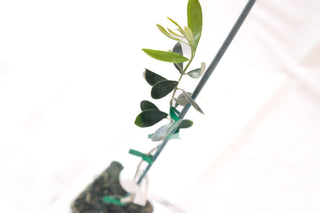 Olea Europaea „Favolosa FS-17“ – die Super Resistente