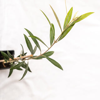 Olea Europaea “Bianchera” – the comfort zone-free one 