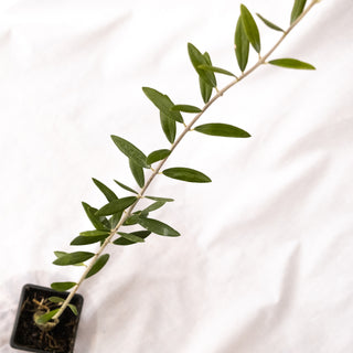 Olea Europaea “Grossanne” – the test of patience