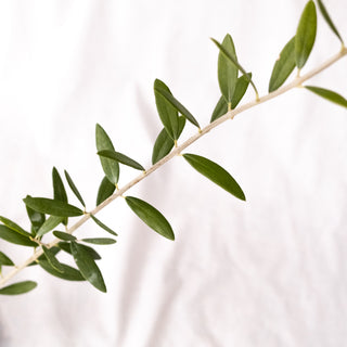 Olea Europaea “Grossanne” – the test of patience