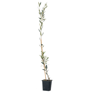 Olea Europaea “Hojiblanca” – the white-leaf olive 