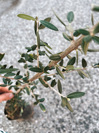 Olea Europaea „Acebuche de Galicia“ – die Verlorengeglaubte