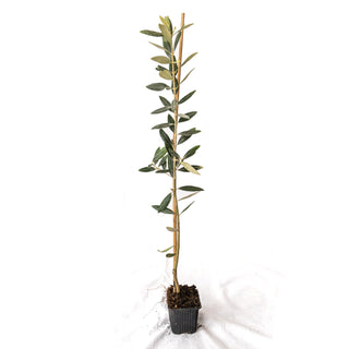 Olea Europaea “Leccino” – the classic from Tuscany 