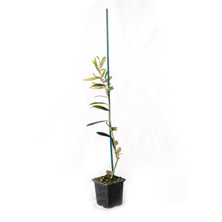 Olea Europaea “Maurino” – the noble one 