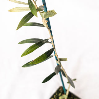 Olea Europaea „Maurino” – a nemes