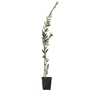 Olea Europaea „Picual“ – der Olivenbaum für Faule