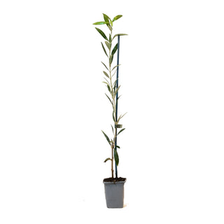 Olea Europaea “Arbequina” – the must-have 