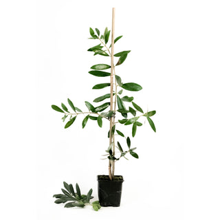 Olea Europaea “Leccio del Corno” – the weed olive